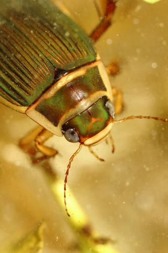 Réf. 253 871 : Dytiscus marginalis